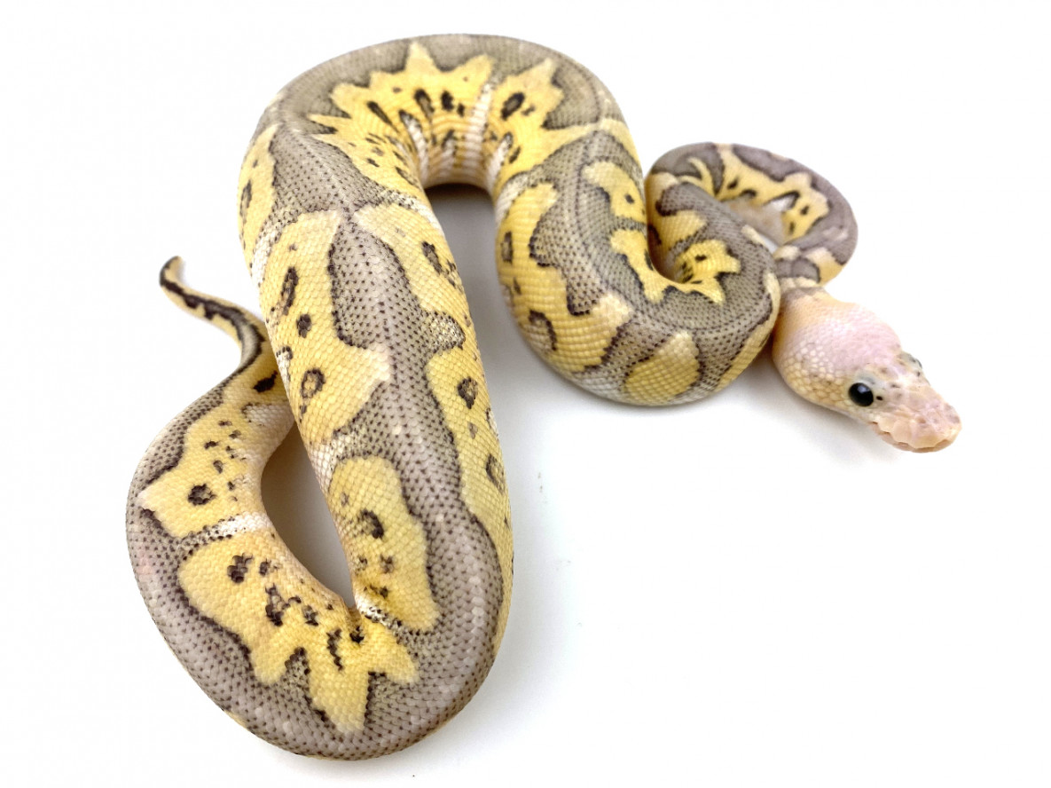 ultra clown ball python 