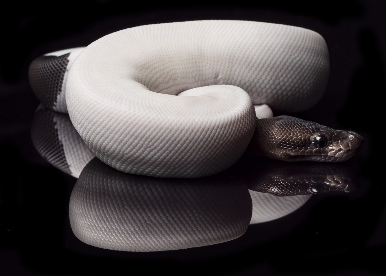 panda pied ball python