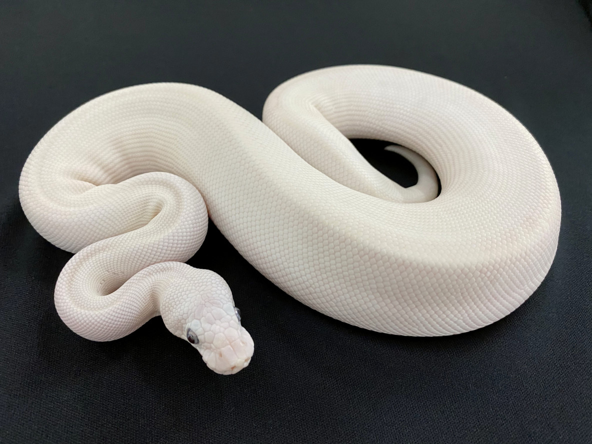 blue eye leucistic