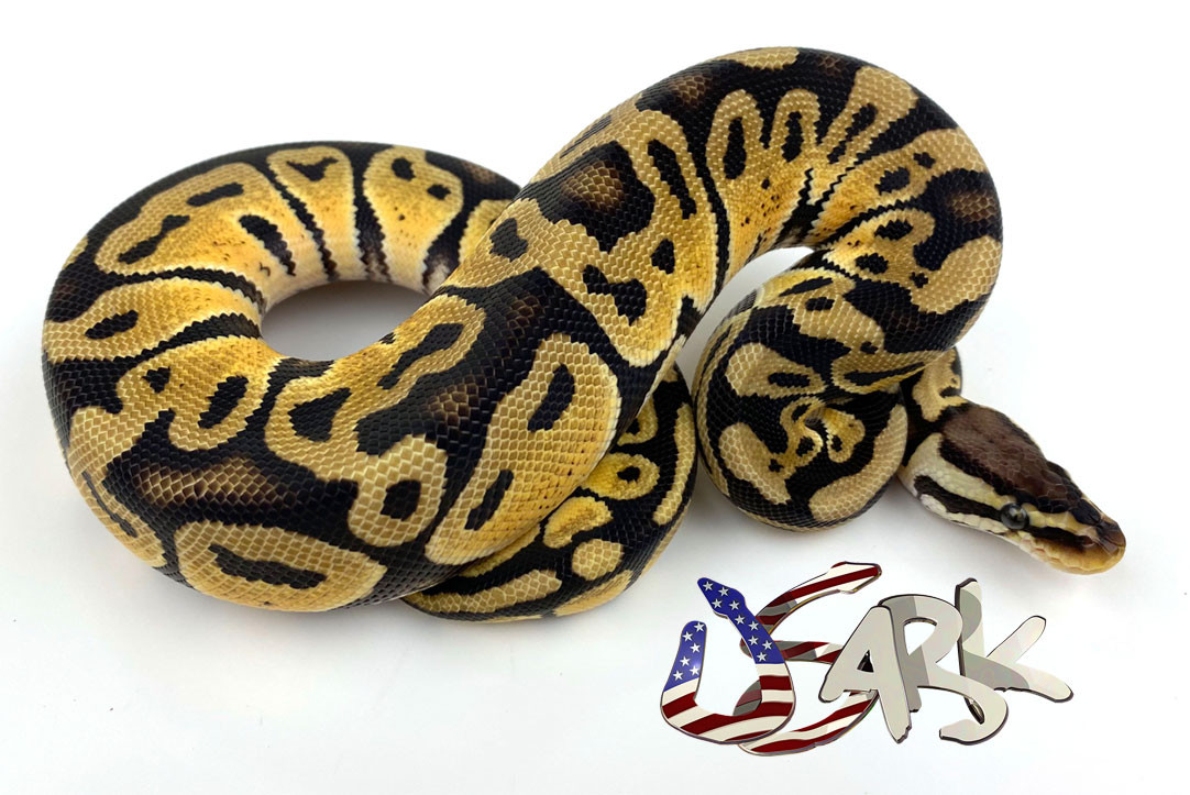 ball python with USARK logo