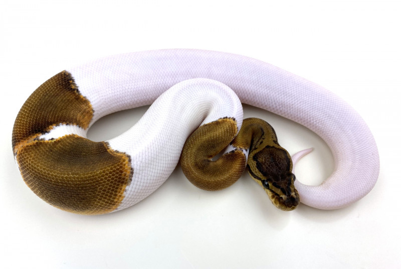 albino pied snake