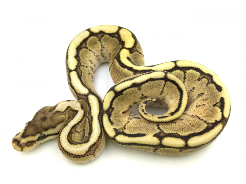 bongo fire spider ball python